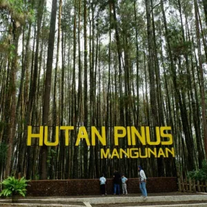Hutan Pinus Mangunan